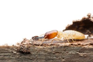 Jasa Pest Control Untuk Rumah Sakit dan Klinik