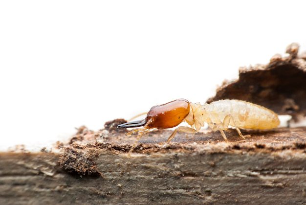 Jasa Pest Control Untuk Rumah Sakit dan Klinik