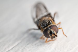 Grafik menunjukkan berbagai faktor yang mempengaruhi harga jasa pest control, termasuk jenis hama, luas area, metode pengendalian, dan frekuensi layanan